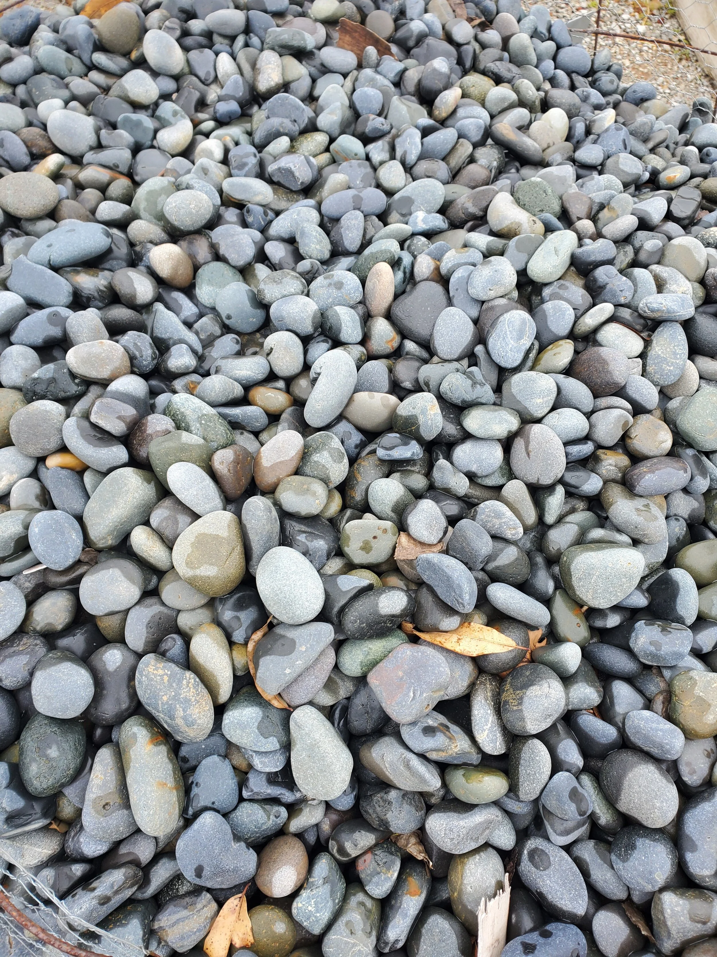 Black+Mexican+Beach+Pebbles+(1